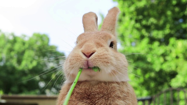 鲁弗斯兔子吃绿色的葡萄旁边的橙色南瓜可爱的嘴视频下载