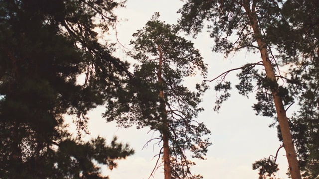 树梢间，苍穹间，松枝间。松树的树枝在风中摇摆。从下往上的相机视图。4 k, 10位,ProRes视频素材