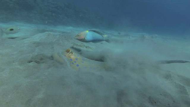 蓝斑黄貂鱼(Taeniura lma)积极挖掘沙子寻找食物，其他鱼围绕它在蓝色的水背景。埃及红海视频下载