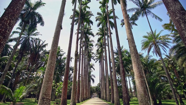 巴西里约热内卢植物园里的真正的椰子树视频下载