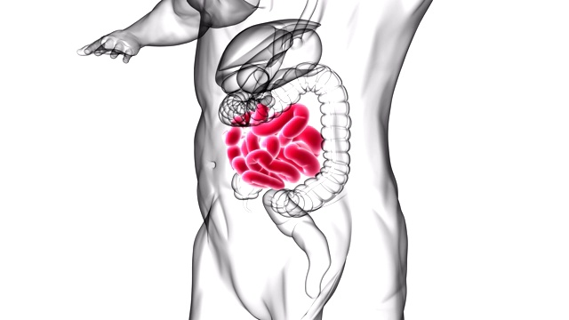 人体小肠解剖的医学概念视频下载