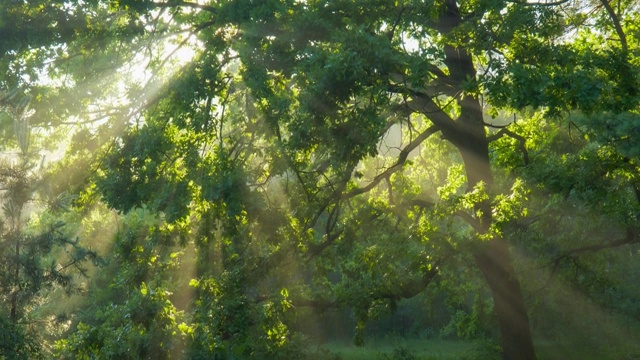 阳光从绿色的树枝中照射出来。神奇的森林，温暖的阳光照亮了绿色的橡树。万向节高质量拍摄视频素材