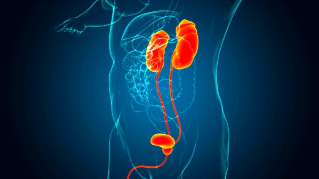 人体泌尿系统肾脏与膀胱解剖学的医学概念3D视频下载