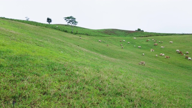 泰国清迈地区，牛在吃草视频下载