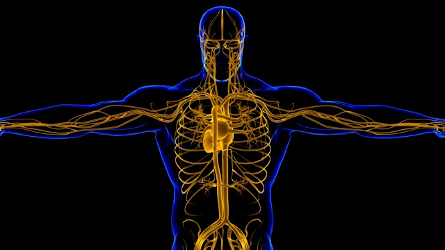 人体心脏与循环系统解剖医学概念3D视频素材