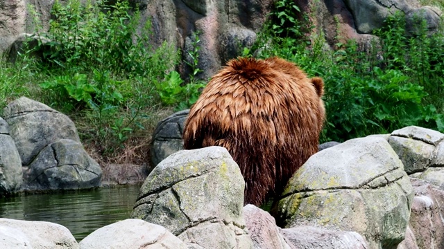堪察加棕熊。来自俄罗斯的大型哺乳动物。视频素材