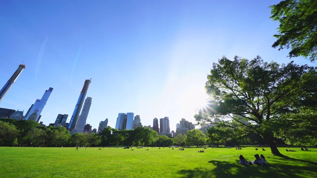 春天的阳光照亮了绵羊草地中央公园的新鲜绿树视频素材