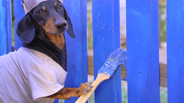 滑稽的杂工腊腊犬狗在纸自制的施工帽和肮脏的工人制服油漆木板栅栏与蓝色染料和刷子在村庄。视频素材