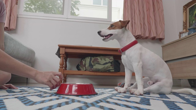 主人在客厅给杰克罗素狗喂食视频素材