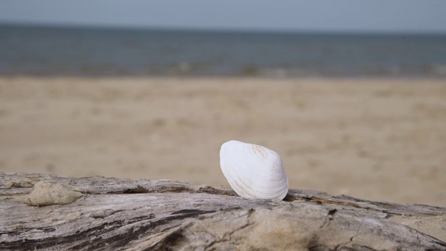 阳光明媚的海滩上，沙滩上美丽的白色贝壳。躺在沙地上的贝壳。没有人。视频下载