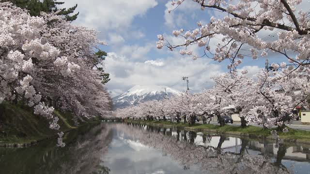 樱花盛开在宽崎公园，在冠状病毒大流行期间被遗弃视频素材
