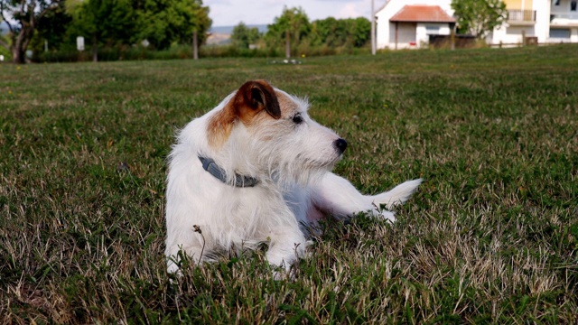 一只可爱的小猎犬在草地上玩耍视频素材