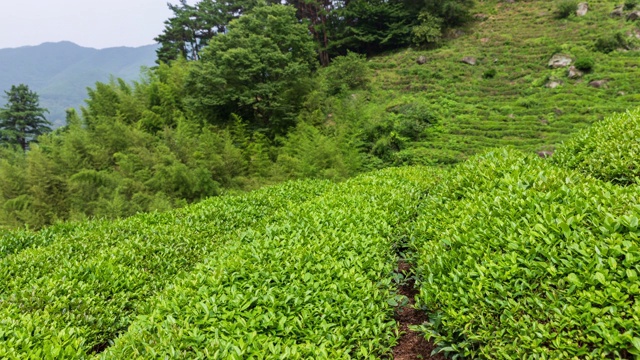 韩国庆尚南道Hadong-gun Dosim茶园的绿茶田视频素材