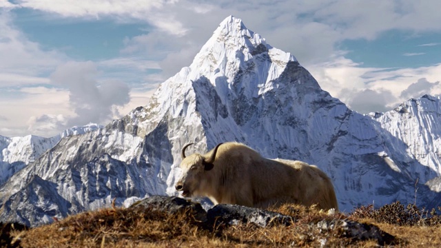 尼泊尔喜玛拉雅山脉的白牦牛。背景是尼泊尔白雪覆盖的阿玛达布拉姆山。珠峰大本营徒步旅行(EBC)。替身拍摄,4 k视频素材