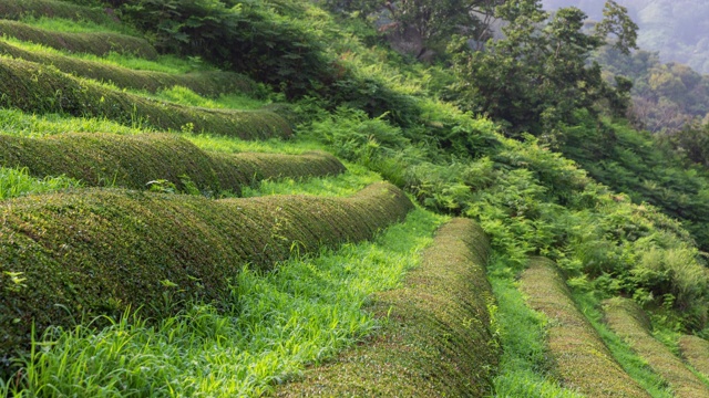 韩国庆尚南道海东郡正陵茶园的绿茶田视频素材