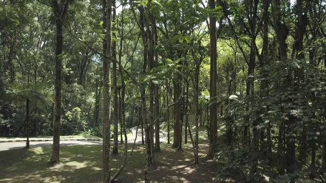 树林里/印度尼西亚的巴厘岛视频下载