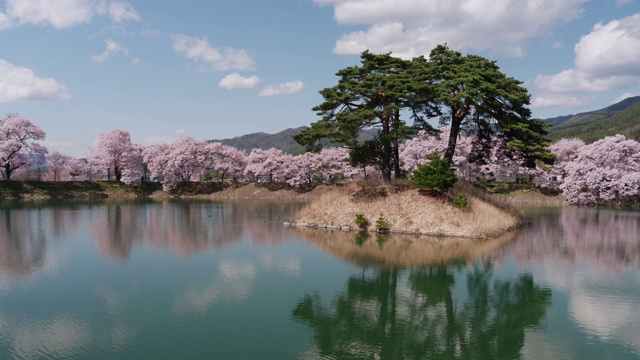 池塘里映出的樱花和松树(实时/缩小)视频素材