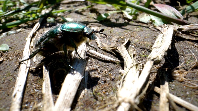 近距离观察地上的金龟子甲虫视频素材