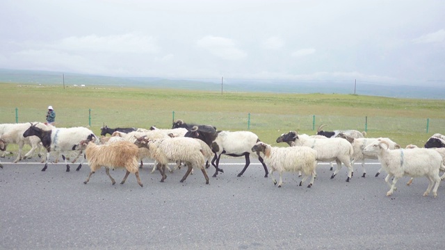 中国青海，羊群在路上。视频素材