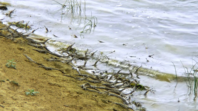 鳄鱼宝宝在河边休息-高角度拍摄视频下载