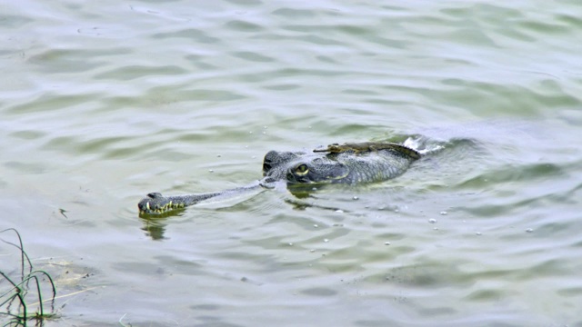 鳄鱼在水中游泳-高角度拍摄视频下载