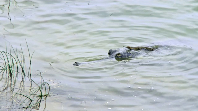 长吻鄂和它的宝宝在水中游泳-高角度拍摄视频下载