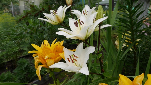 美丽的百合品种近距离在花坛上。白色和黄色的百合花在风中摇曳视频下载