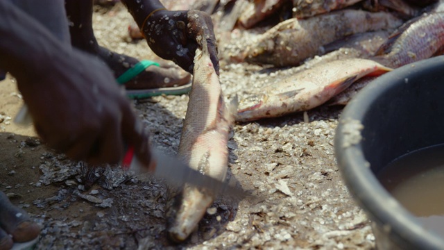 手用刀刮去鱼鳞/苏德沼泽，南苏丹，非洲视频素材