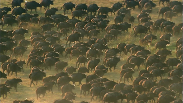 非洲南苏丹的苏德沼泽，一群移动中的水牛视频素材