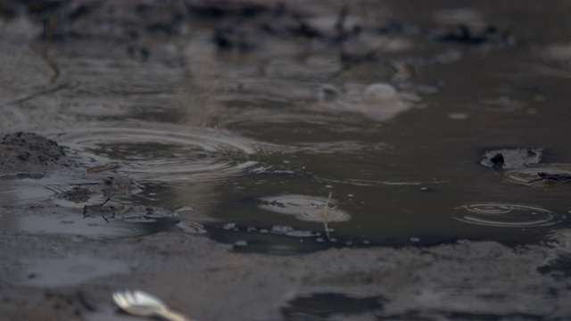 雨滴落在水坑/苏德沼泽，南苏丹，非洲视频下载