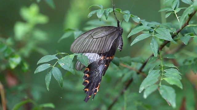 长尾斑燕尾蝶(Papilio macilentus)产卵后死亡视频下载