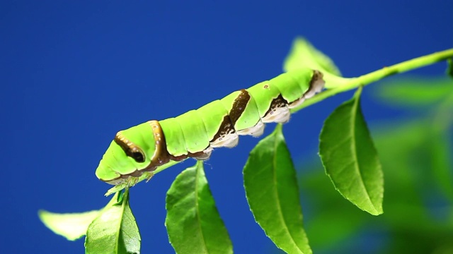 长尾斑燕尾蝶(Papilio macilentus)晚龄幼虫期视频下载