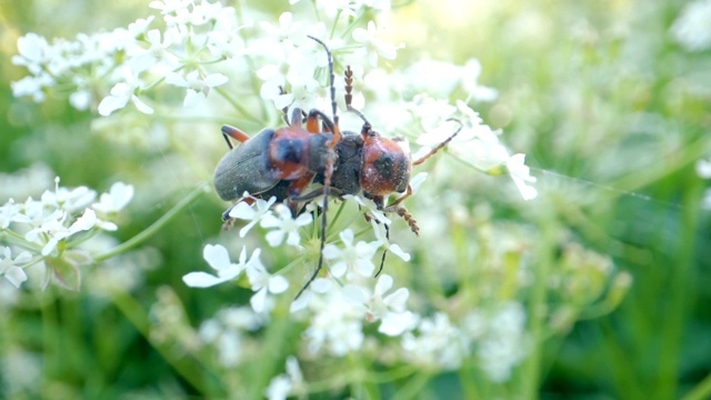 一只红黑甲虫在植物的白色花朵上视频素材