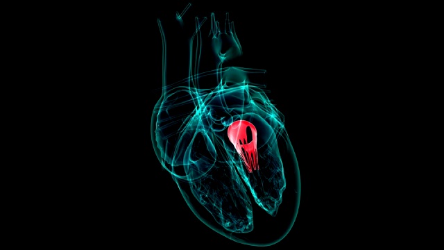 心脏解剖二尖瓣的医学概念3D视频下载
