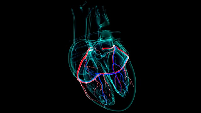 心脏解剖冠状动脉和心脏静脉的医学概念3D视频下载
