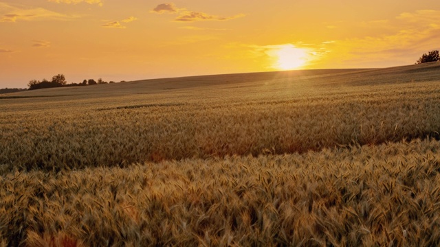 SLO MO美丽的金色麦田在乡村的中央在日落视频素材