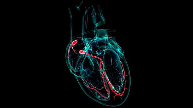心脏解剖SA和房室结的医学概念3D视频下载