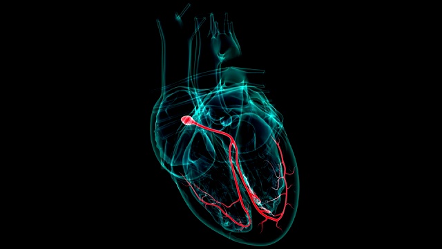 心脏解剖房室结的医学概念3D视频下载