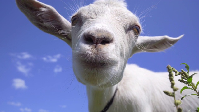 特写搞笑山羊对蓝天的背景。好奇的山羊嗅探相机视频素材