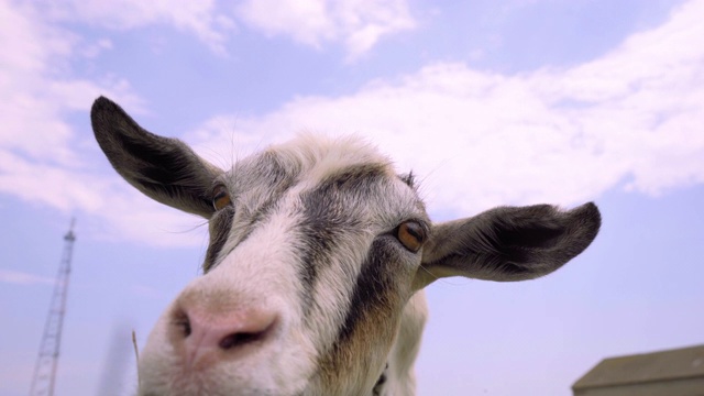 好奇的山羊嗅探相机。搞笑山羊特写，4k视频素材