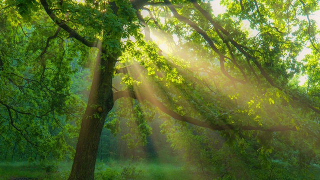 早晨的阳光从绿色的橡树枝头照射出来。绿色的森林与温暖的阳光照亮橡树。万向节高质量拍摄。夏季自然森林概念。高质量RAW拍摄视频素材