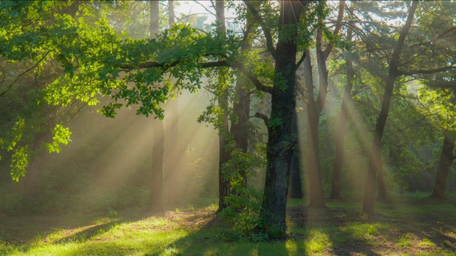 精灵森林。仙境。走在神奇的森林中，阳光从树枝中照射出来。阳光明媚的早上雾蒙蒙的。万向节高质量拍摄视频素材