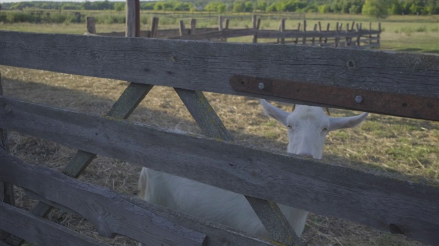 长着犄角的白色山羊饶有兴趣地看着篱笆。国内动物农场。视频素材