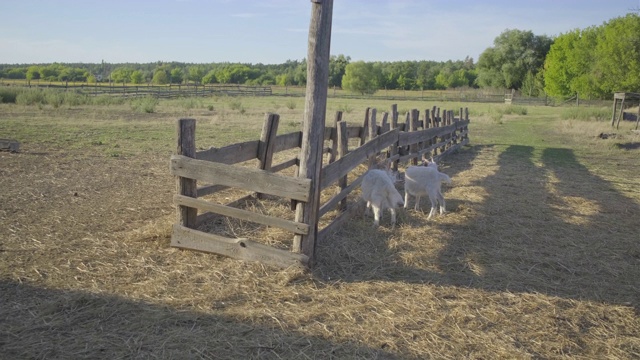 家养白山羊的农场视频素材