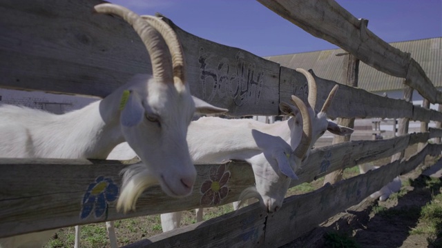 围场里有很多长角的白山羊。国内动物农场。山羊群。好奇的山羊看着相机。视频素材