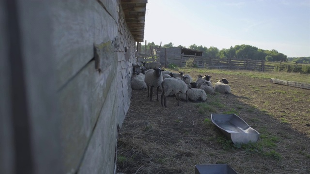 家畜农场的绵羊和公羊。视频素材