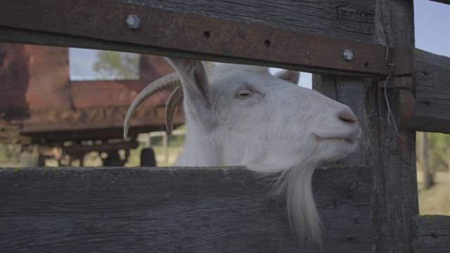 长着犄角的白色山羊饶有兴趣地看着篱笆。国内动物农场。视频素材