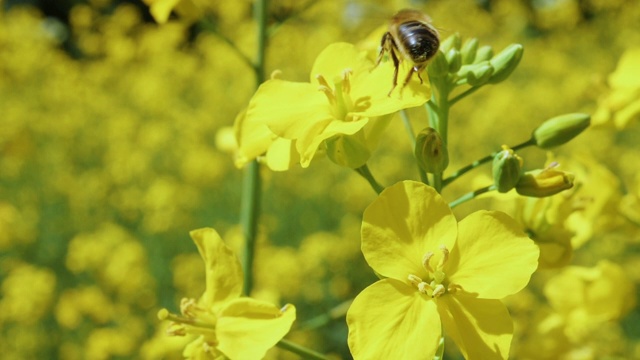 蜜蜂在油菜花中忙碌的慢镜头。在春天的田野里，蜜蜂在黄色油菜花上采集花蜜。大黄蜂在叶子上。极端近距离微距拍摄。盛开的油菜花。视频下载