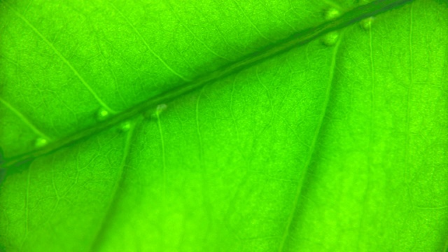 微距拍摄一片绿叶视频素材