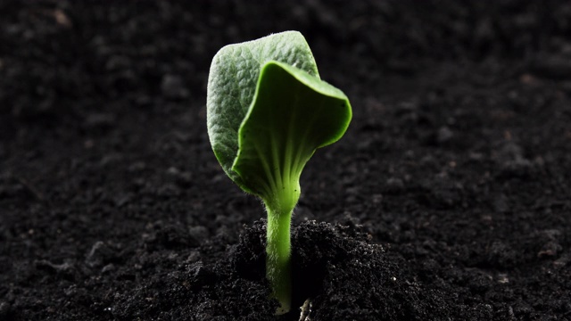 生长中的植物延长豆芽发芽的时间视频素材
